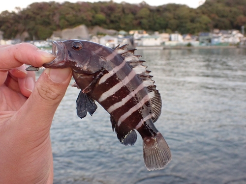 マハタの釣果