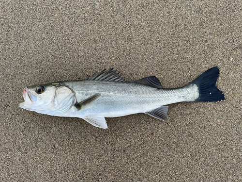 スズキの釣果