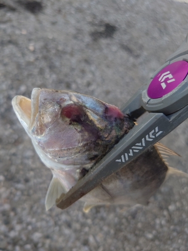 メッキの釣果