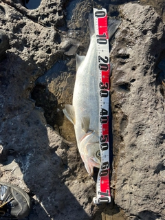 ヒラスズキの釣果