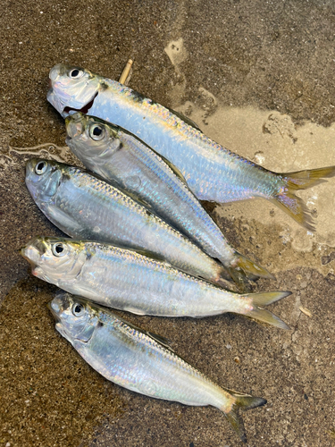 コハダの釣果