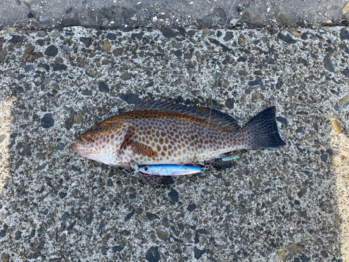 オオモンハタの釣果