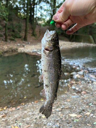 ニジマスの釣果