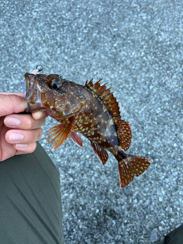 カサゴの釣果