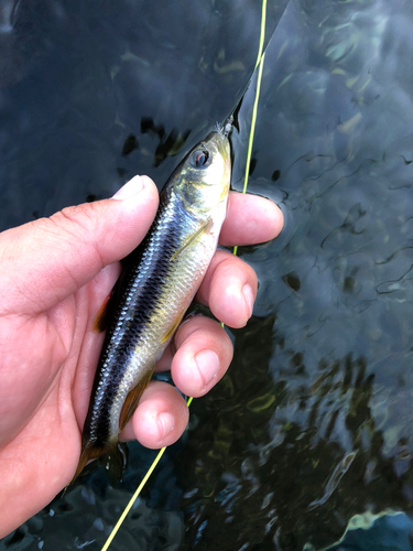 釣果一覧】栃木県で釣れたカワムツ - アングラーズ