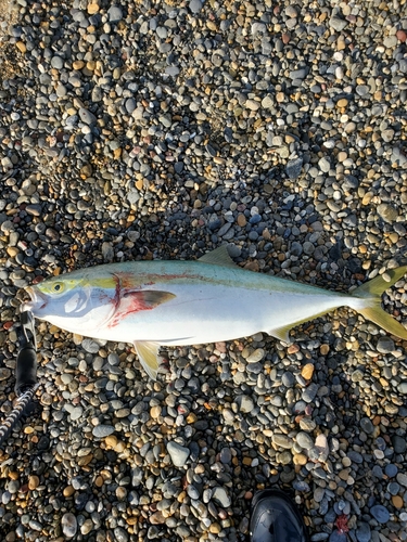 ブリの釣果