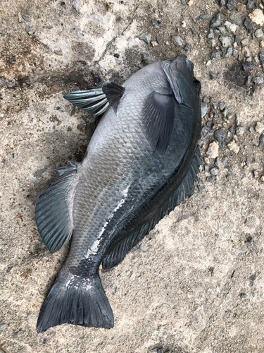 クチブトグレの釣果