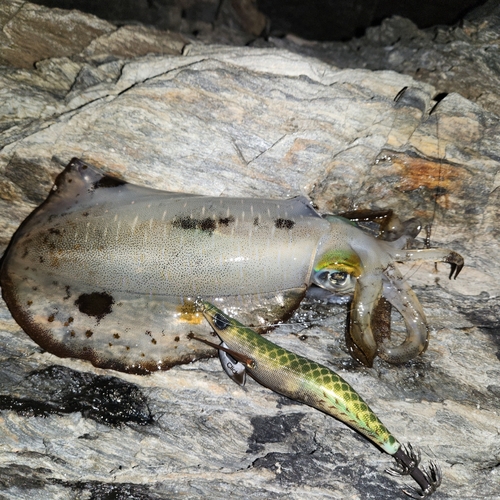 アオリイカの釣果