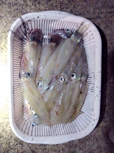 ヤリイカの釣果