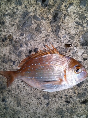 チダイの釣果