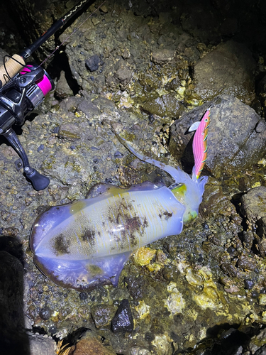 アオリイカの釣果