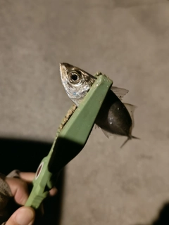 マアジの釣果