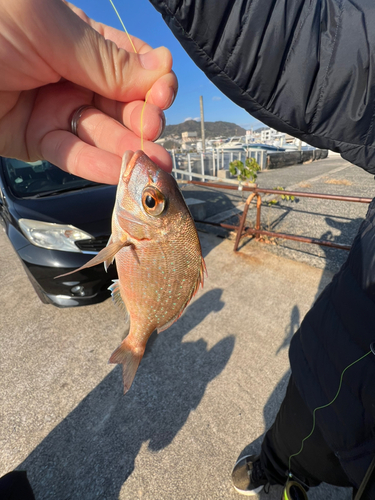 メンコダイの釣果