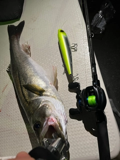 シーバスの釣果