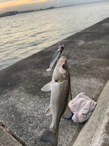 セイゴ（タイリクスズキ）の釣果