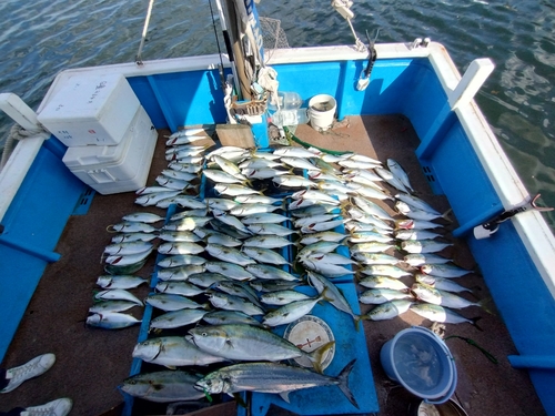 ハマチの釣果