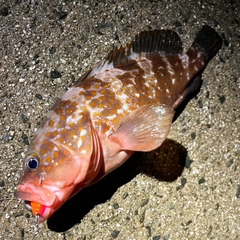 アコウの釣果