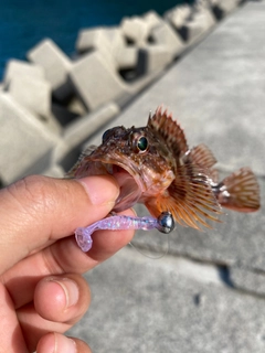 アラカブの釣果