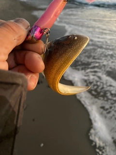 シタビラメの釣果