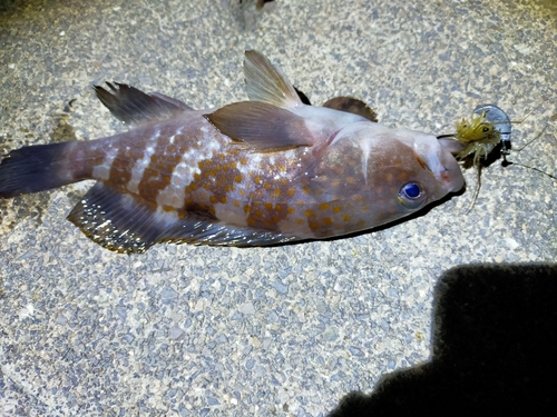 アコウの釣果