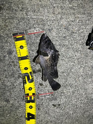 クロソイの釣果