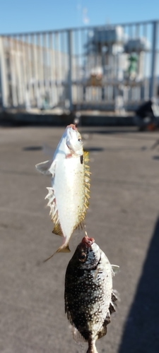 アイゴの釣果