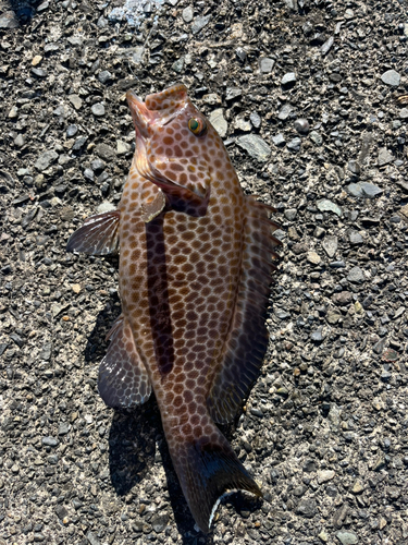 オオモンハタの釣果