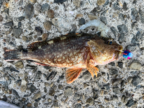 アラカブの釣果