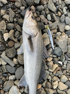 スズキの釣果