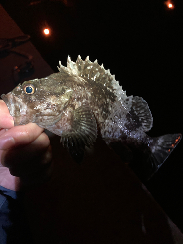 クロソイの釣果