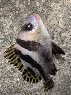 コショウダイの釣果