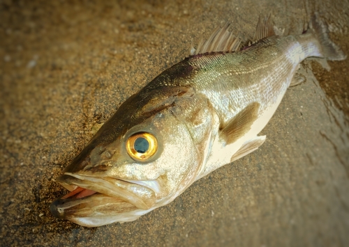 スズキの釣果