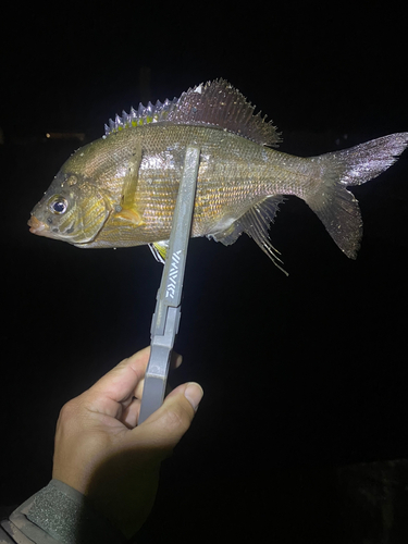 ウミタナゴの釣果