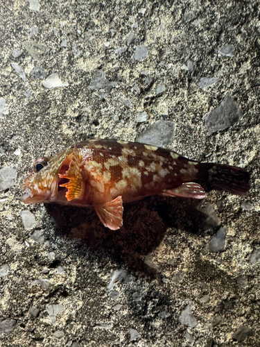 カサゴの釣果