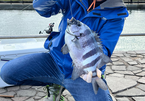 イシダイの釣果