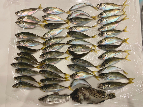 アジの釣果