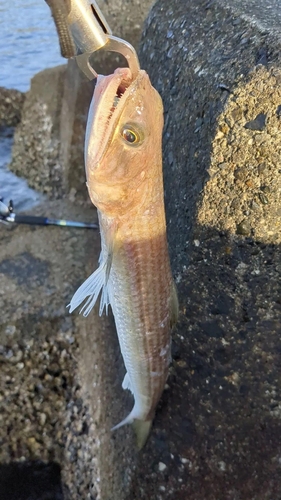 エソの釣果