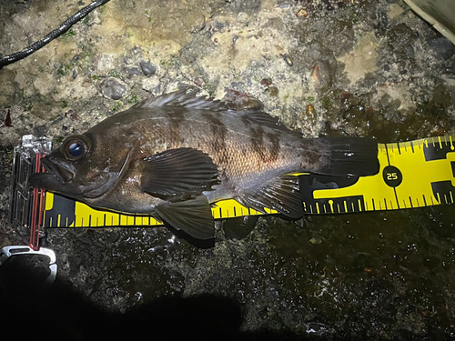 メバルの釣果