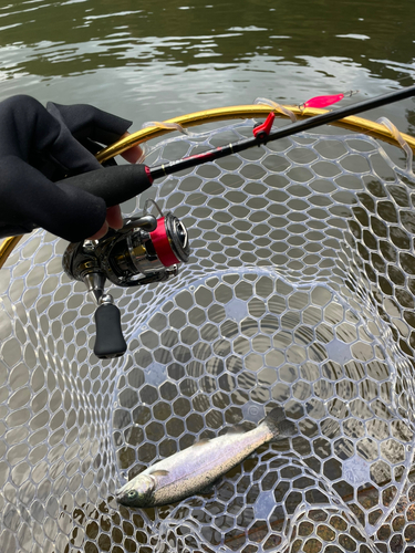 ニジマスの釣果