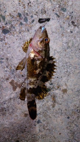 タケノコメバルの釣果