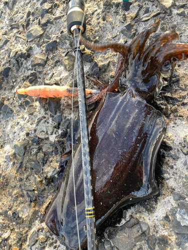 アオリイカの釣果