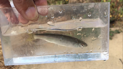 オイカワの釣果