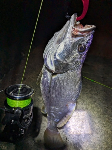 ニベの釣果