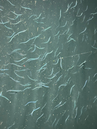 サンマの釣果