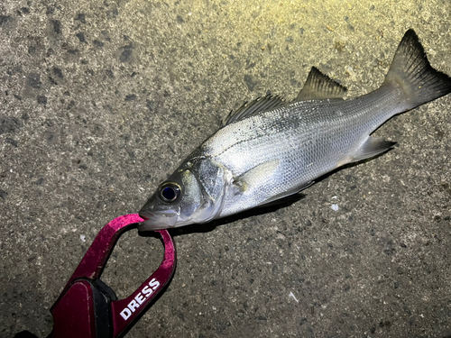 セイゴ（ヒラスズキ）の釣果