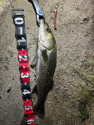 スズキの釣果