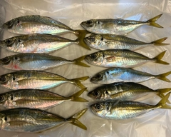 アジの釣果