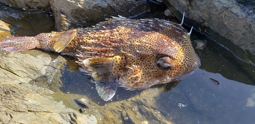 イシガキフグの釣果