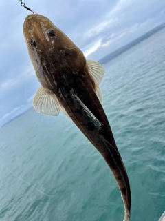 マゴチの釣果