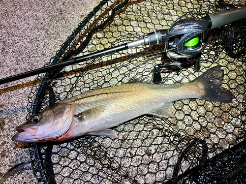 シーバスの釣果